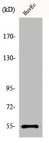 Western Blot analysis of COLO205 cells using EMR4 Polyclonal Antibody