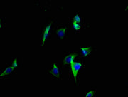 Immunofluorescence staining of A549 cells with CSB-PA002340LA01HU at 1:100, counter-stained with DAPI. The cells were fixed in 4% formaldehyde, permeabilized using 0.2% Triton X-100 and blocked in 10% normal Goat Serum. The cells were then incubat...