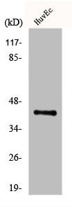 Western Blot analysis of HuvEc cells using Endo G-L1 Polyclonal Antibody