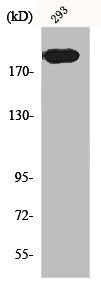 Western Blot analysis of 293 cells using Endo180 Polyclonal Antibody