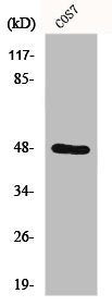 Western Blot analysis of COS7 cells using Endophilin B2 Polyclonal Antibody