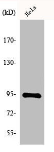 Western Blot analysis of HeLa cells using Endoplasmin Polyclonal Antibody