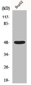 Western Blot analysis of HepG2 cells using Enolase Polyclonal Antibody