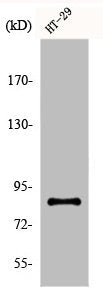 Western Blot analysis of COS7 cells using ENX-2 Polyclonal Antibody