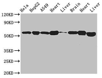 Western Blot Positive WB detected in: Hela whole cell lysate, HepG2 whole cell lysate, A549 whole cell lysate, Mouse heart tissue, Mouse liver tissue, Mouse brain tissue, Rat heart tissue, Rat liver tissue All lanes: ATP5B antibody at 2.7µg/ml Sec...