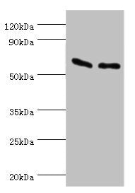 Western blot All lanes: ATP synthase subunit beta, mitochondrial antibody at 9ug/ml Lane 1: Hela whole cell lysate Lane 2: HepG2 whole cell lysate Secondary Goat polyclonal to rabbit IgG at 1/10000 dilution Predicted band size: 57 kDa Observed ban...