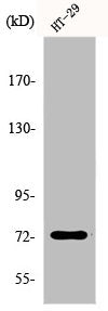 Western Blot analysis of HepG2 cells using EOMES Polyclonal Antibody