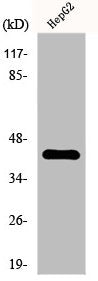 Western Blot analysis of HepG2 cells using EP3 Polyclonal Antibody