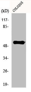 Western Blot analysis of COLO205 cells using EP4 Polyclonal Antibody