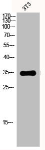 Western Blot analysis of 3T3 cells using EP-CAM Polyclonal Antibody