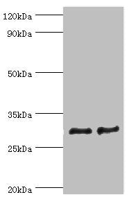 Western blot All lanes: ATP synthase F (0) complex subunit B1, mitochondrial antibody at 4ug/ml Lane 1: Mouse heart tissue Lane 2: Mouse skeletal muscle tissue Secondary Goat polyclonal to rabbit IgG at 1/10000 dilution Predicted band size: 29 kDa...