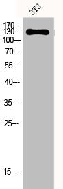Western Blot analysis of 3T3 cells using EphA2/3/4 Polyclonal Antibody