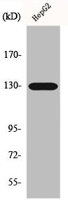 Western Blot analysis of A549 cells using EphA5 Polyclonal Antibody