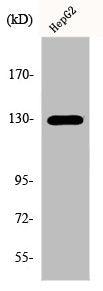 Western Blot analysis of HepG2 cells using EphB1/2 Polyclonal Antibody