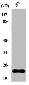 Western Blot analysis of 293 cells using Ephrin-A1 Polyclonal Antibody
