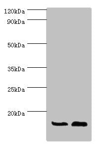 Western blot All lanes: ATP5J antibody at 7ug/ml Lane 1: Rat brain tissue Lane 2: Mouse heart tissue Secondary Goat polyclonal to rabbit IgG at 1/10000 dilution Predicted band size: 13, 14 kDa Observed band size: 13 kDa