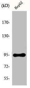 Western Blot analysis of HepG2 cells using Ephrin-A4 Polyclonal Antibody