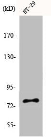 Western Blot analysis of HT29 cells using Eps8L1 Polyclonal Antibody