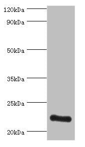 Western blot All lanes: ATP5O antibody at 3ug/ml + HepG2 whole cell lysate Secondary Goat polyclonal to rabbit IgG at 1/10000 dilution Predicted band size: 23 kDa Observed band size: 23 kDa