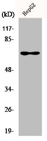Western Blot analysis of HuvEc cells using Epsin 2 Polyclonal Antibody