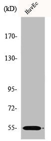Western Blot analysis of HuvEc cells using ER81 Polyclonal Antibody