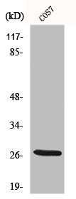 Western Blot analysis of COS7 cells using ERAB Polyclonal Antibody