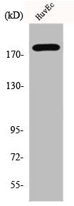 Western Blot analysis of HuvEc cells using ErbB-3 Polyclonal Antibody