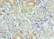 Immunohistochemistry of paraffin-embedded human salivary gland tissue using CSB-PA002397ESR2HU at dilution of 1:100