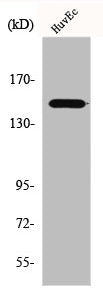 Western Blot analysis of HuvEc cells using ErbB-3 Polyclonal Antibody