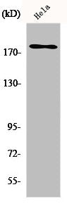 Western Blot analysis of HeLa cells using ErbB-3 Polyclonal Antibody