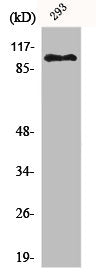 Western Blot analysis of 293 cells using ERCC4 Polyclonal Antibody