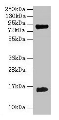 Western blot All lanes: Hemoglobin polyclonal antibody at 2µg/ml + 293T whole cell lysate Secondary Goat polyclonal to rabbit IgG at 1/15000 dilution Predicted band size: 16 kDa Observed band size: 16 kDa