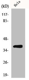 Western Blot analysis of MCF7 cells using ERdj3 Polyclonal Antibody