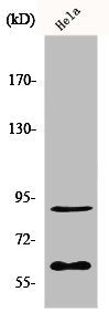 Western Blot analysis of HepG2 cells using ERF Polyclonal Antibody