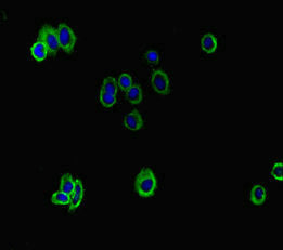 Immunofluorescent analysis of HepG2 cells using CSB-PA002418LA01HU at dilution of 1:100 and Alexa Fluor 488-congugated AffiniPure Goat Anti-Rabbit IgG(H+L)