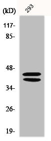 Western Blot analysis of 293 cells using ERK 1/2 Polyclonal Antibody