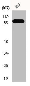 Western Blot analysis of Jurkat cells using ERK 3 Polyclonal Antibody