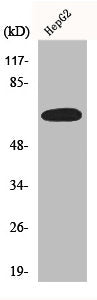 Western Blot analysis of HepG2 cells using ERα Polyclonal Antibody