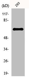 Western Blot analysis of 293 cells using ERα Polyclonal Antibody