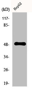 Western Blot analysis of HepG2 cells using ETAR Polyclonal Antibody