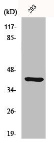 Western Blot analysis of 293 cells using Ethanolamine kinase 2 Polyclonal Antibody