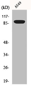Western Blot analysis of A549 cells using Exo1 Polyclonal Antibody