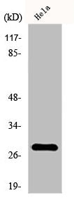 Western Blot analysis of HeLa cells using FADD Polyclonal Antibody