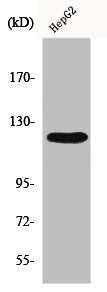 Western Blot analysis of HepG2 cells using FAK Polyclonal Antibody
