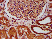 IHC image of CSB-PA002468LA01HU diluted at 1:400 and staining in paraffin-embedded human kidney tissue performed on a Leica BondTM system. After dewaxing and hydration, antigen retrieval was mediated by high pressure in a citrate buffer (pH 6.0)....