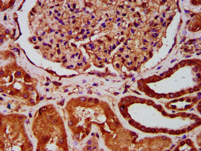 IHC image of CSB-PA002468LA01HU diluted at 1:400 and staining in paraffin-embedded human kidney tissue performed on a Leica BondTM system. After dewaxing and hydration, antigen retrieval was mediated by high pressure in a citrate buffer (pH 6.0)....
