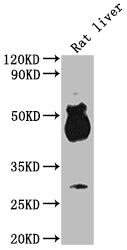 Western Blot Positive WB detected in: Rat liver tissue All lanes: Avpr1b antibody at 1:2000 Secondary Goat polyclonal to rabbit IgG at 1/50000 dilution Predicted band size: 48 kDa Observed band size: 48 kDa