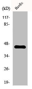 Western Blot analysis of Jurkat cells using FAM80A Polyclonal Antibody