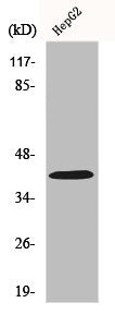 Western Blot analysis of COS7 cells using FAM80B Polyclonal Antibody
