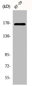 Western Blot analysis of HT29 cells using FANCD2 Polyclonal Antibody